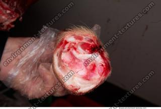 Photo Textures of Pig Leg 